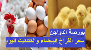 سعر الفراخ والكتاكيت والبيض اليوم الاربعاء 20 أكتوبر